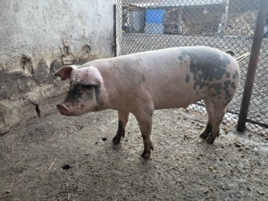 Porc (scroafă) 100-110 kg