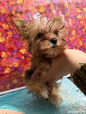 Morkie Yorkshire Terrier - imagine 3