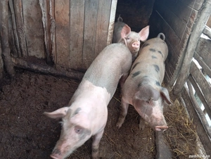 Vând porci 17 lei kg rasa petrain - imagine 5