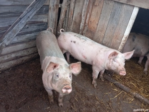 Vând porci 17 lei kg rasa petrain - imagine 4