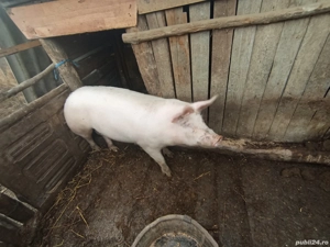 Vând porci 17 lei kg rasa petrain - imagine 2