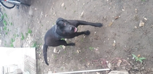 Donez labrador negru - imagine 2