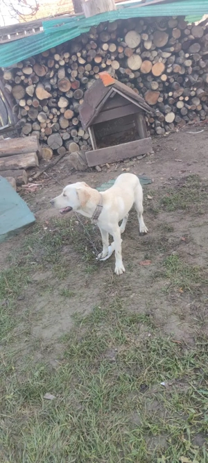 Labrador baiat - imagine 3