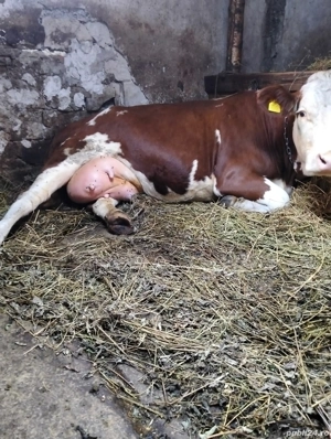 Vand vaca cu vital - imagine 2