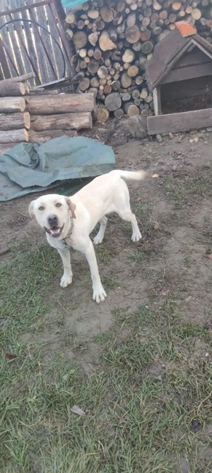 Labrador baiat - imagine 2