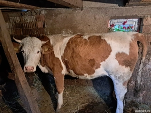 Vand juninca gestanta