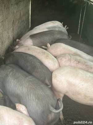 Porci de vanzare 