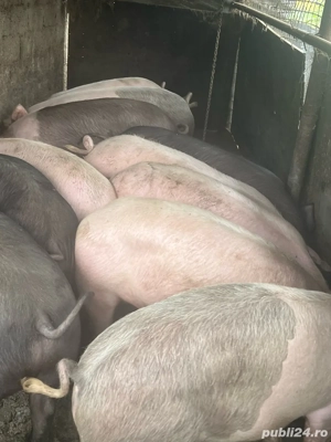 Porci de vanzare 
