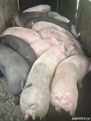 Porci de vanzare 