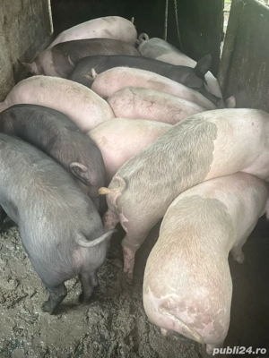 Porci de vanzare 