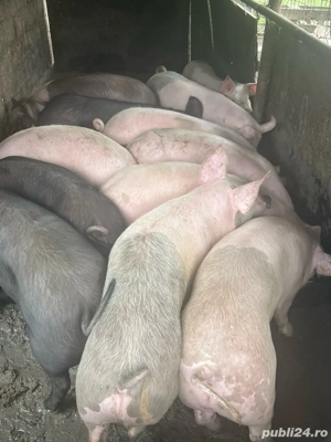 Porci de vanzare  - imagine 2