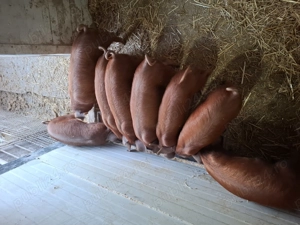 Purcei Duroc de vanzare 