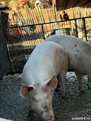 vand porc de 120-140 kg - imagine 2