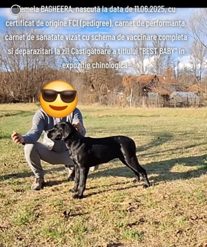 Cane Corso Italiano, femela cu pedigree, calitate show!