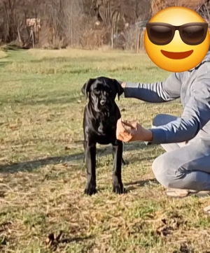 Cane Corso tip molos, talie mare, femela cu pedigree, calitate show! - imagine 2
