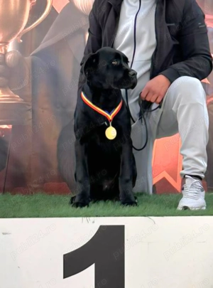 Cane Corso tip molos, talie mare, femela cu pedigree, calitate show! - imagine 3