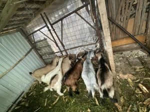 Vand 7 capre 3 mari și 3 iede și un țap 