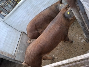 Porc pentru craciun de vanzare  - imagine 2