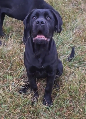 Cane Corso tip molos, talie mare, femela cu pedigree, calitate show! - imagine 5