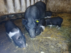 purcei vinmanezi - imagine 4