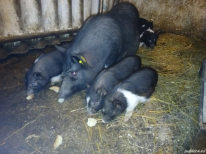 purcei vinmanezi - imagine 5