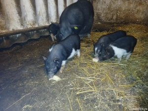 purcei vinmanezi - imagine 2