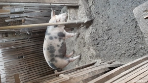 vând porci 