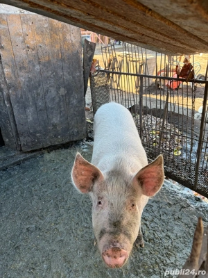 vand porc de 120-140 kg - imagine 3