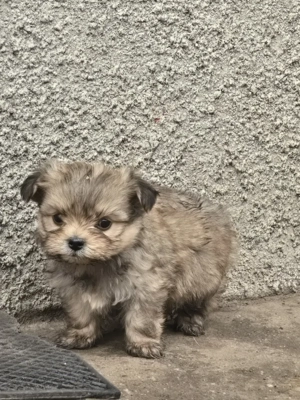 Disponibili căței shitzu