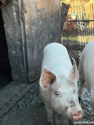 vand porc de 120-140 kg - imagine 4