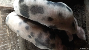 vând porci  - imagine 4