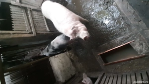 vând porci  - imagine 4