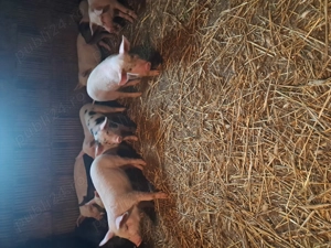 Vand purcei 7 săptămâni 