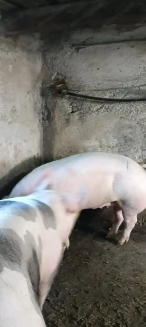 Scroafă de vânzare  16lei kg