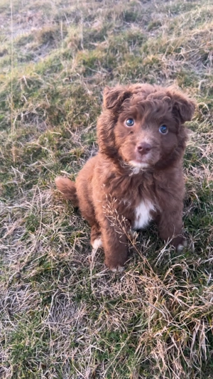 Vand cățelusa de intors