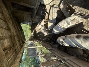 Porci de vânzare  - imagine 2