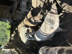 Porci de vânzare  - imagine 4