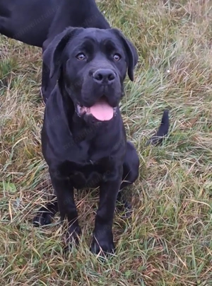 Cane Corso femela cu pedigree, calitate show!  - imagine 3
