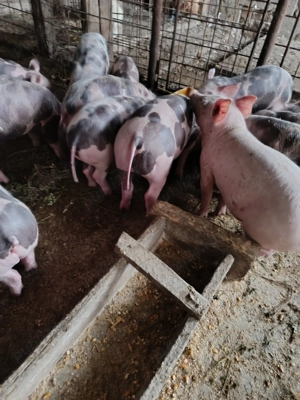 Vand purcei  castrati si deparazitați - imagine 3