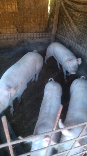 Vând porci și șoldani crescuți bio