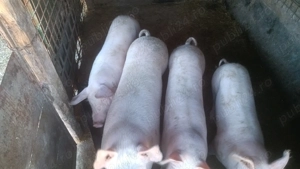 Vând porci și șoldani crescuți bio - imagine 2