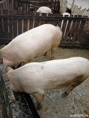 vand porci  - imagine 2