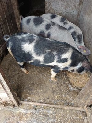 Vănd porci de țară