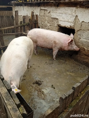 vand porci  - imagine 3