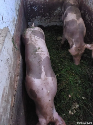 Vand porci de carne - imagine 3