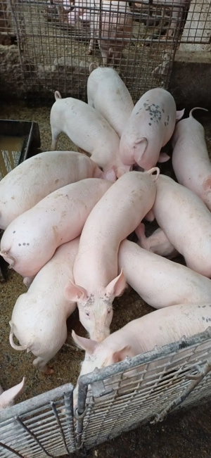 Vând porci și șoldani crescuți bio - imagine 3