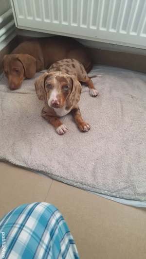 căței teckel deosebiți. - imagine 2