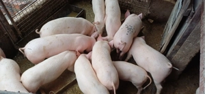 Vând porci și șoldani crescuți bio - imagine 4