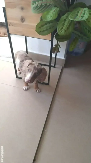 căței teckel deosebiți. - imagine 4