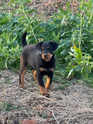 Căței jagdterier , din părinți foarte buni